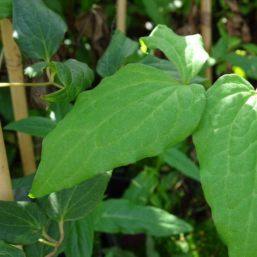 Clematis Niobe (Follaje)