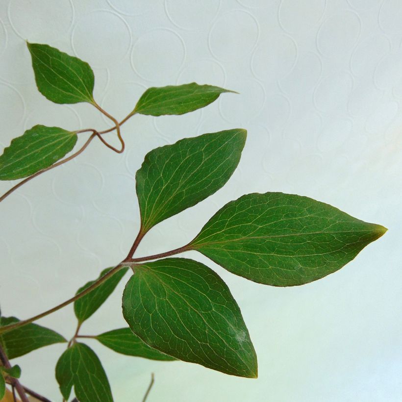 Clematis Patricia Ann Fretwell (Follaje)