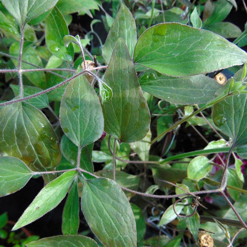 Clematis Picotee (Follaje)