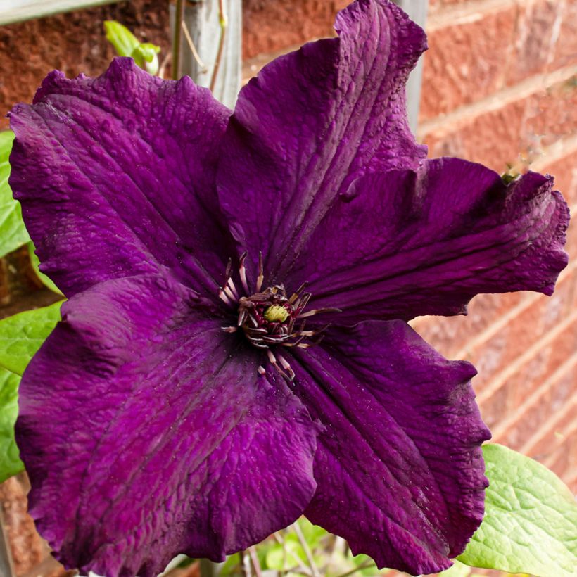 Clematis Rasputin (Floración)