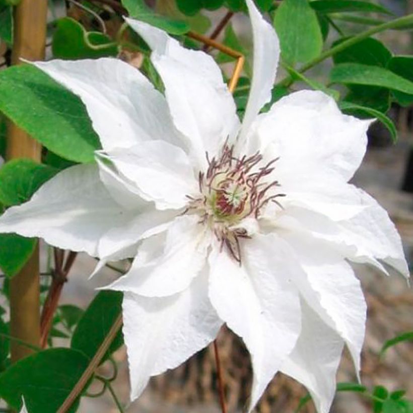 Clematis Sparkler (Floración)