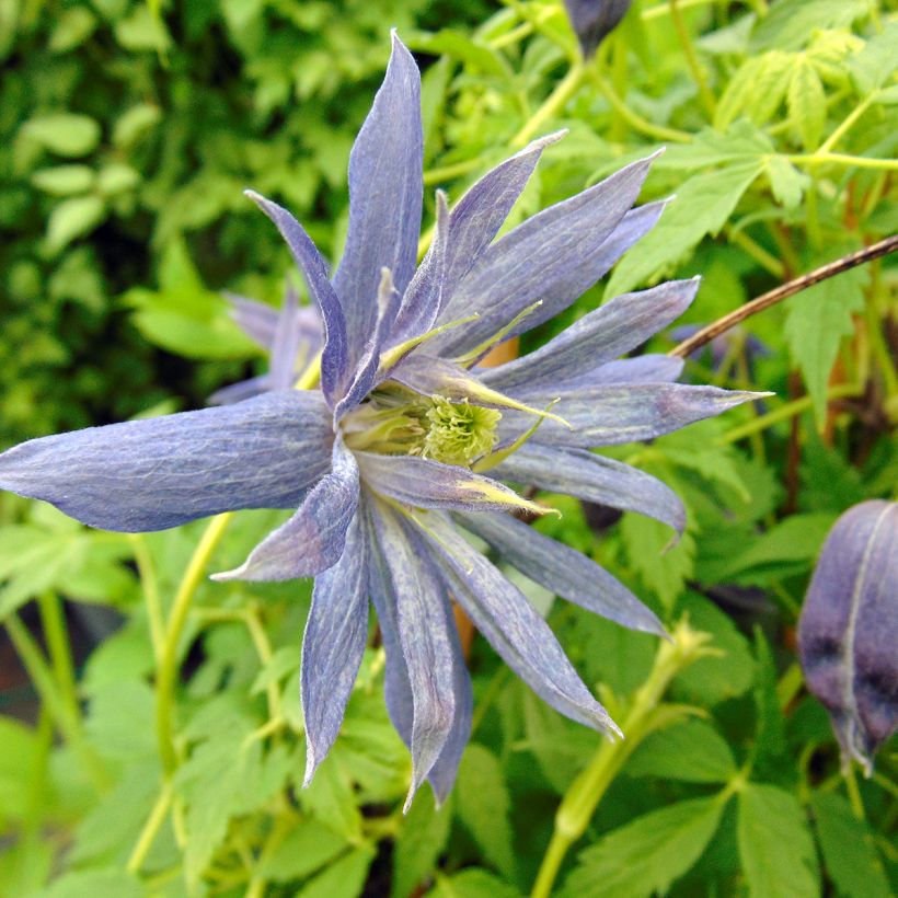 Clematis Spiky (Floración)