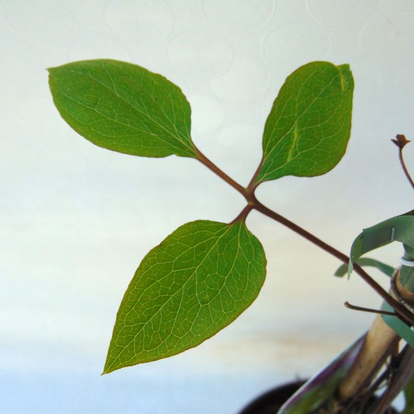 Clematis Star of India (Follaje)