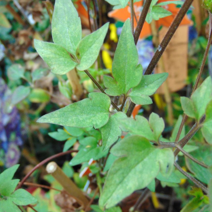 Clematis Taiga (Follaje)