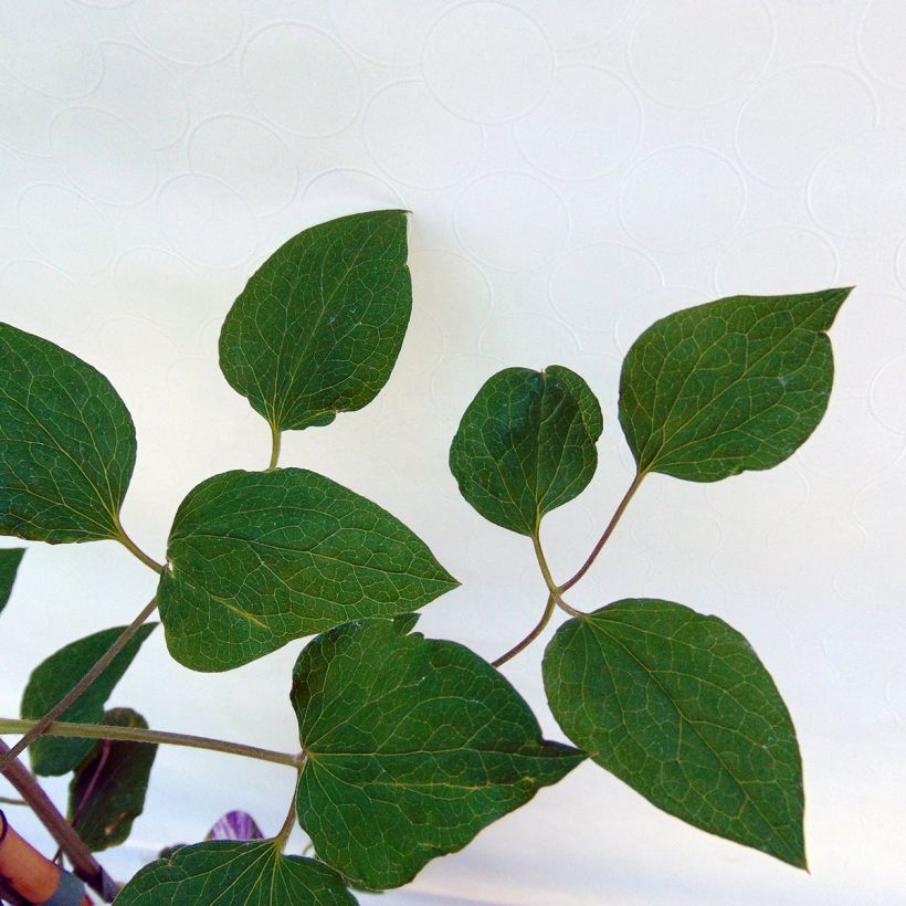 Clematis jackmanii Tie Dye (Follaje)