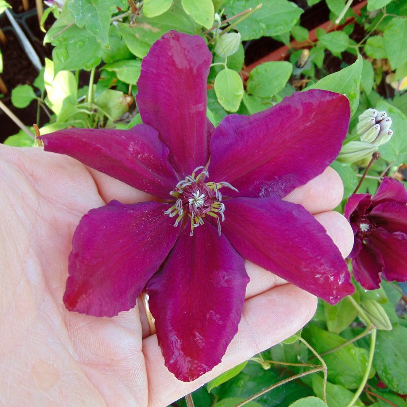 Clematis Westerplatte (Floración)