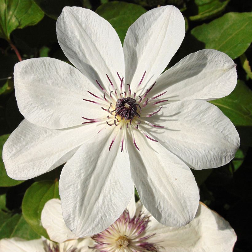 Clematis White Pearl (Floración)