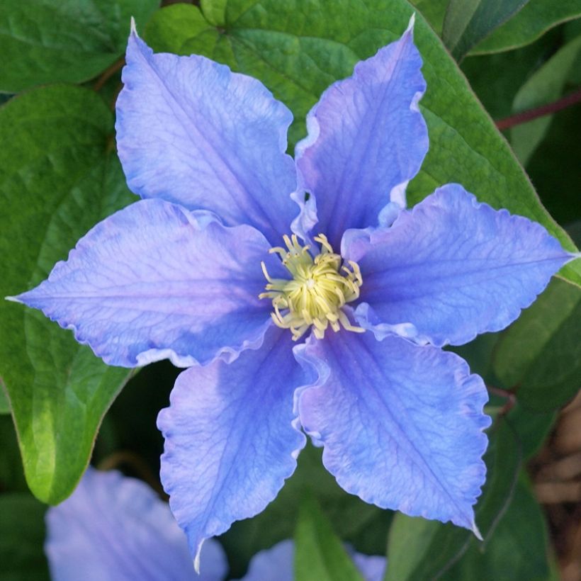 Clematis Will Goodwin (Floración)