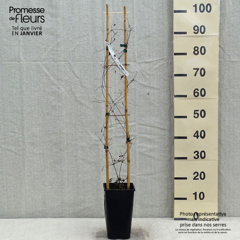 Clématite - Clematis Will Goodwin Pot de 2L/3L Ejemplar entregado en invierno