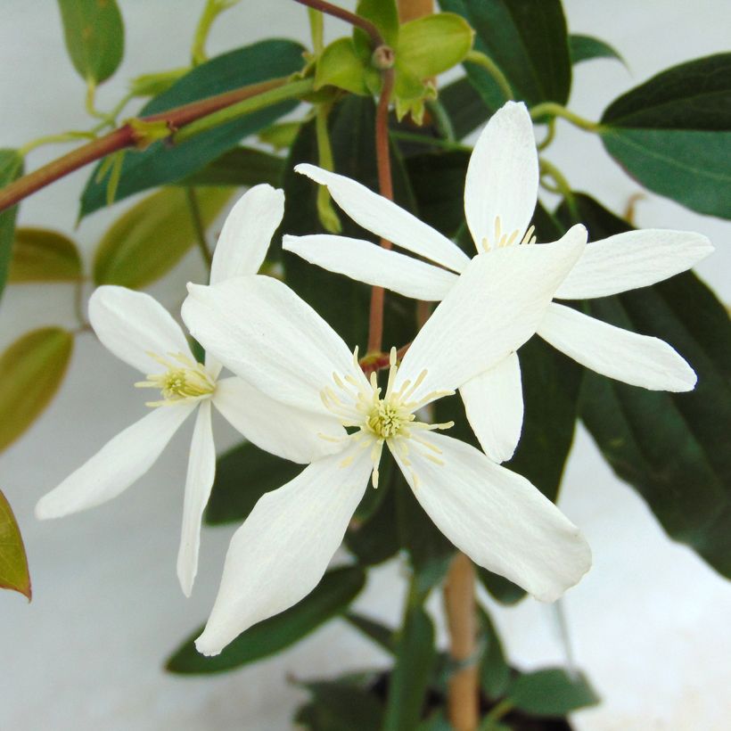 Clematis armandii - Clemátide de Armand (Floración)