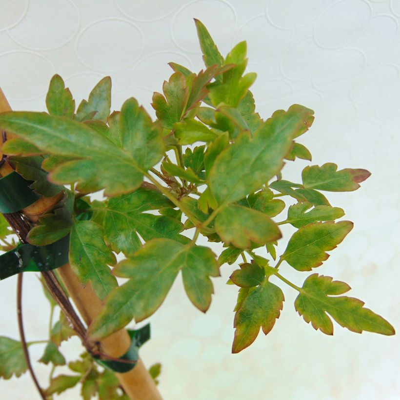 Clematis cirrhosa Winter Parasol - Aján (Follaje)