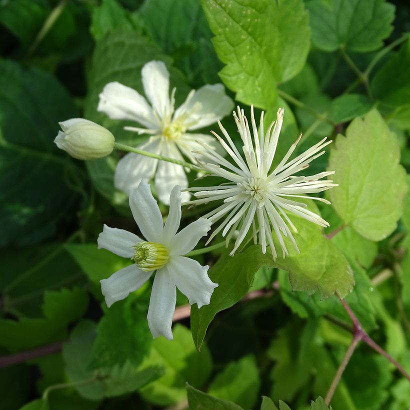 Clematis fargesii Summersnow (Floración)