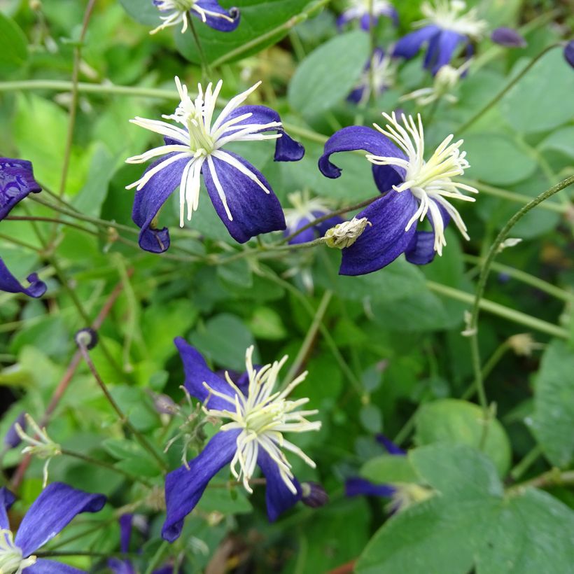 Clematis flammula Aromatica - Clemátide olorosa (Floración)