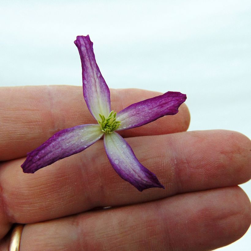 Clematis flammula rubromarginata - Clemátide olorosa (Floración)