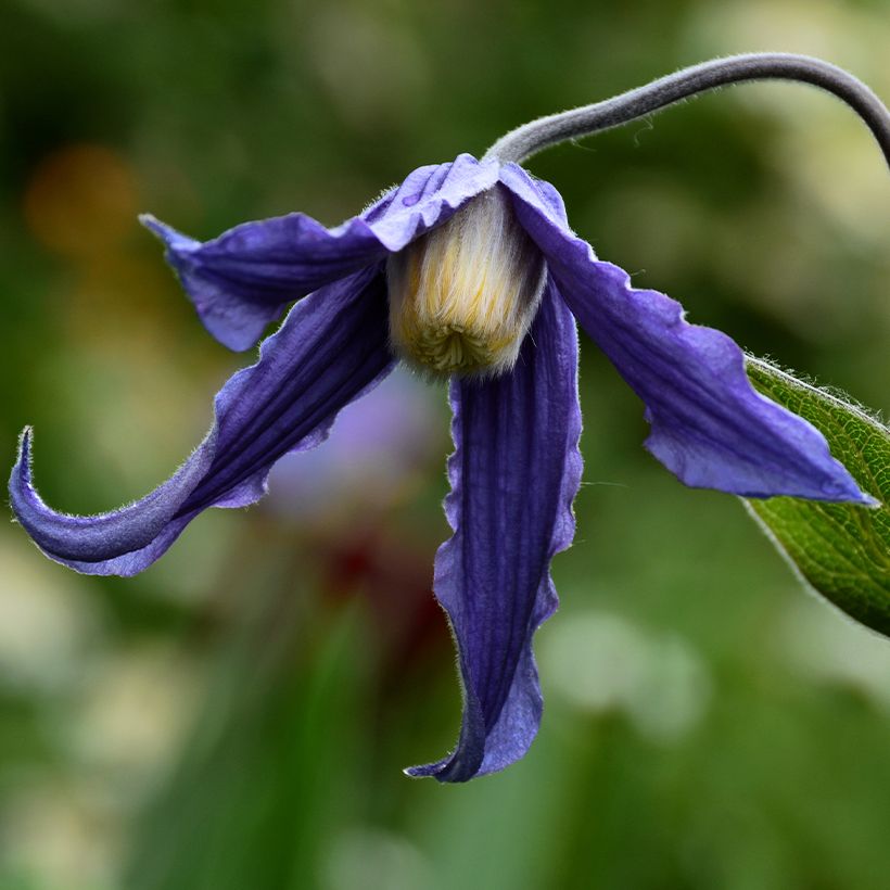 Clematis integrifolia Baby Blue (Floración)