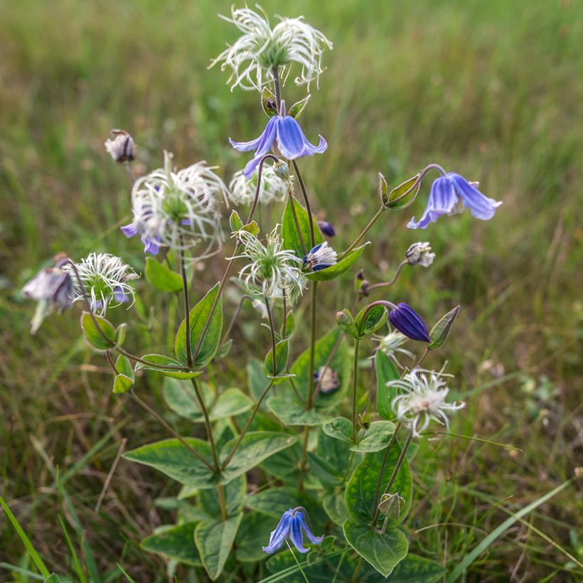 Clematis integrifolia Baby Blue (Porte)