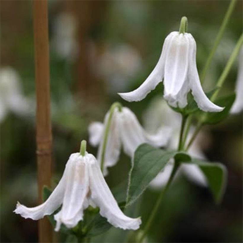 Clematis integrifolia Baby White (Floración)