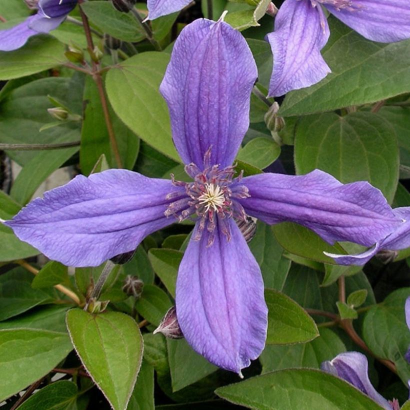 Clematis integrifolia Miranda (Floración)