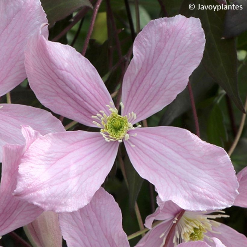 Clematis montana Elizabeth (Floración)