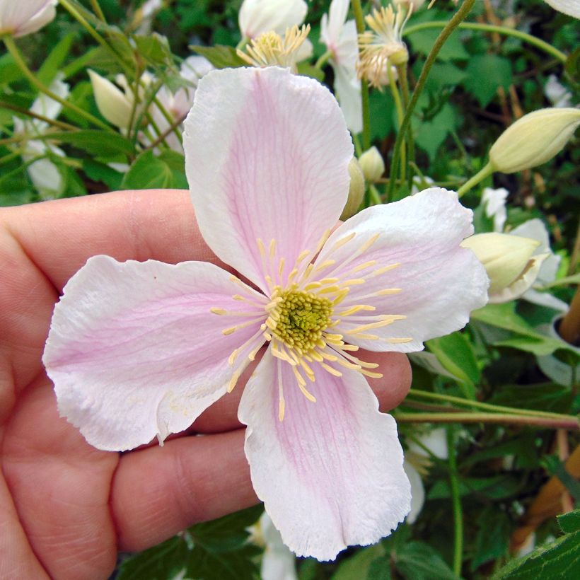 Clematis montana Giant Star (Floración)