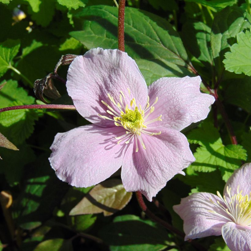 Clematis montana Mayleen (Floración)