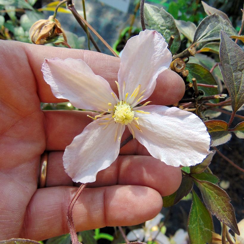 Clematis montana Rosebud (Floración)