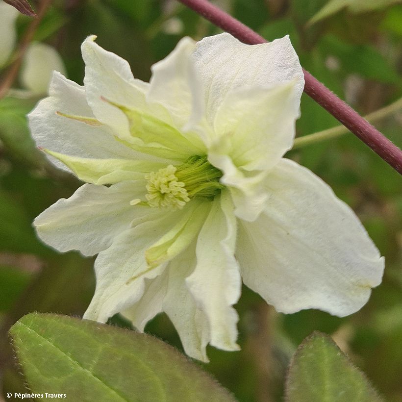 Clematis montana Starlet White Perfume (Floración)