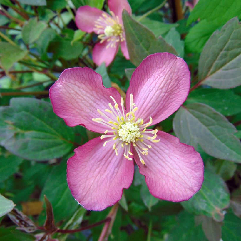 Clematis montana Van Gogh (Floración)