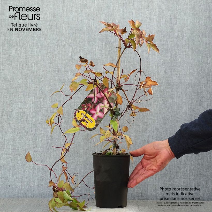 Ejemplar de Clématite - Clematis montana Van Gogh Pot de 2L/3L entregado en otoño