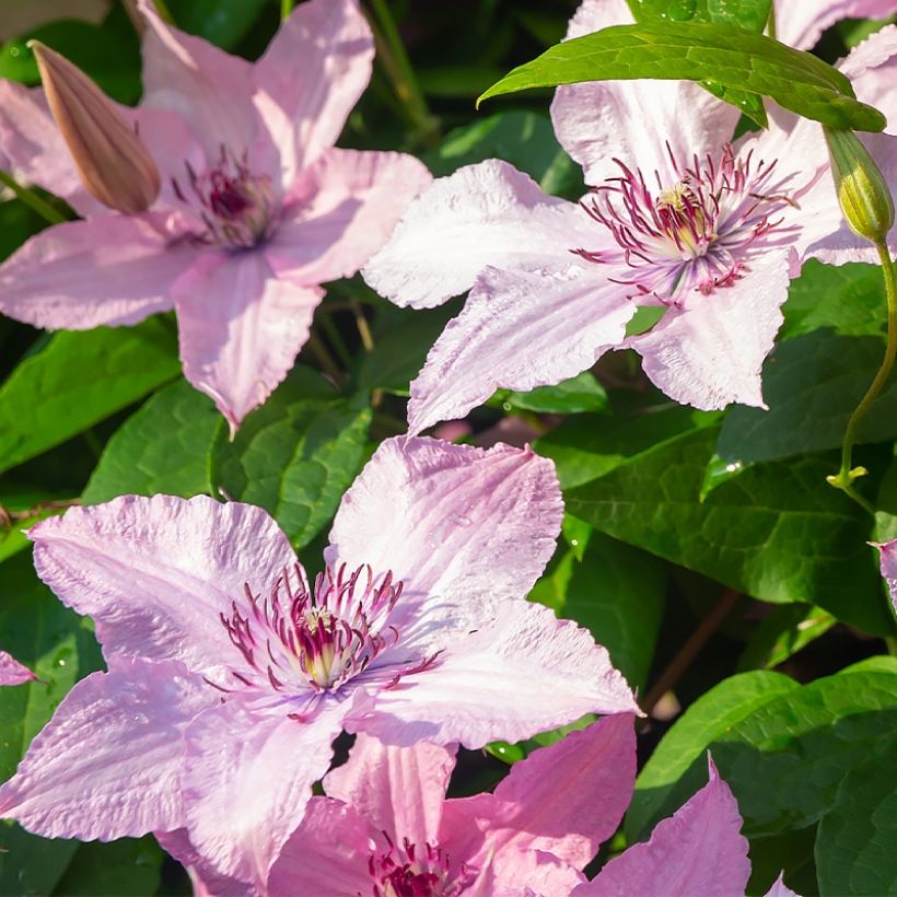 Clematis Mandy (Floración)