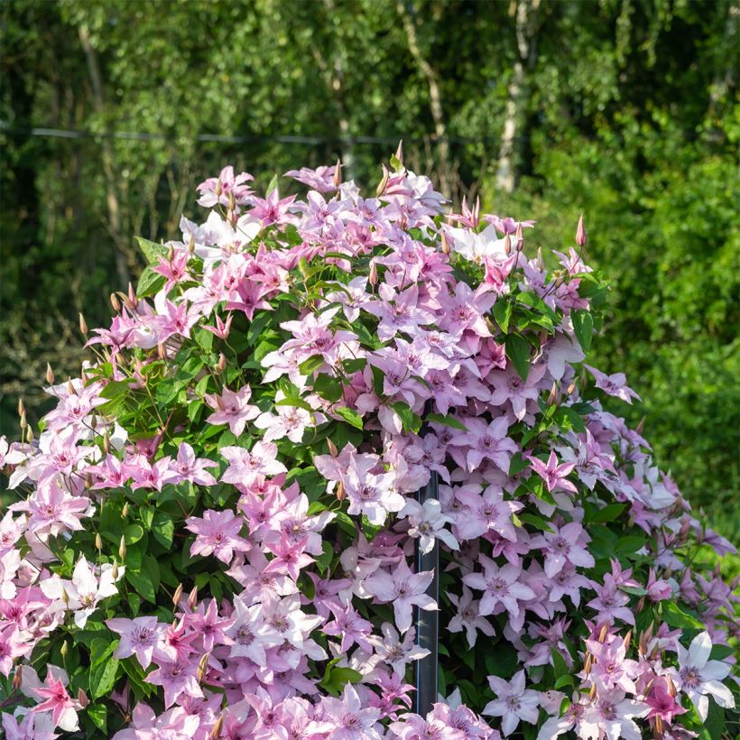 Clematis Mandy (Porte)