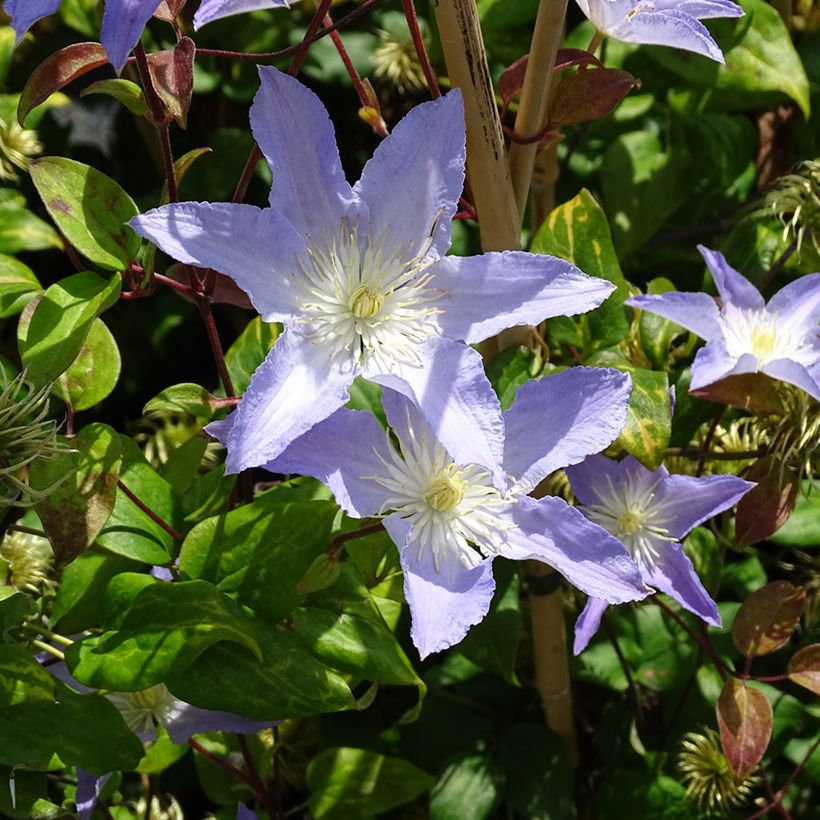 Clematis Spotlight (Porte)