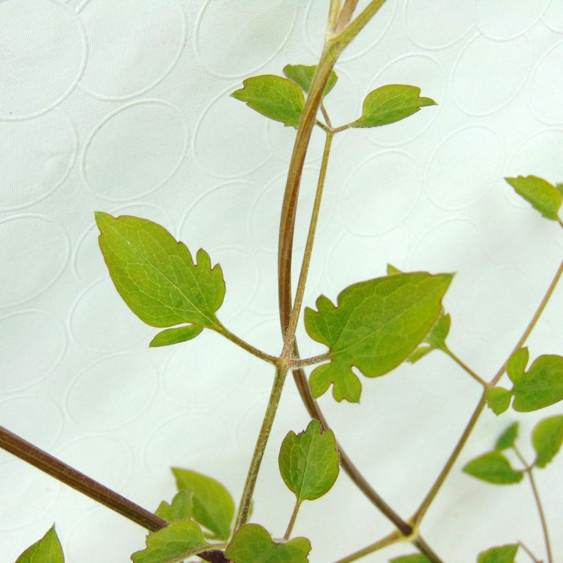 Clematis flammula terniflora - Clemátide olorosa (Follaje)