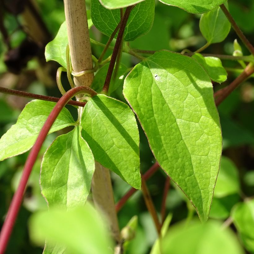 Clematis texensis Princess Kate - Flor de cuero escarlata (Follaje)