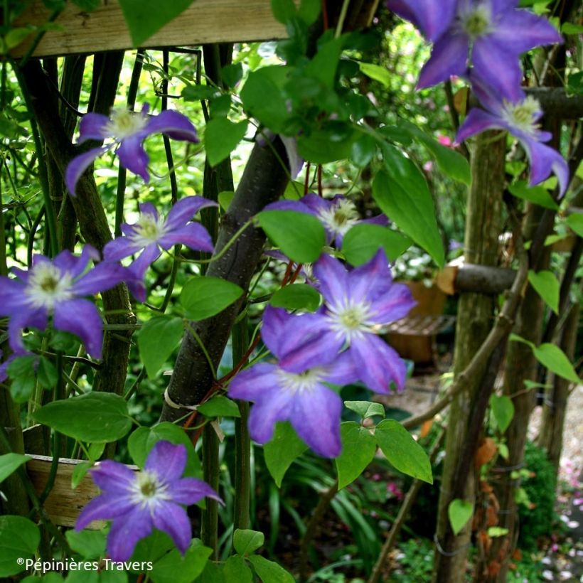 Clematis Bonanza (Porte)