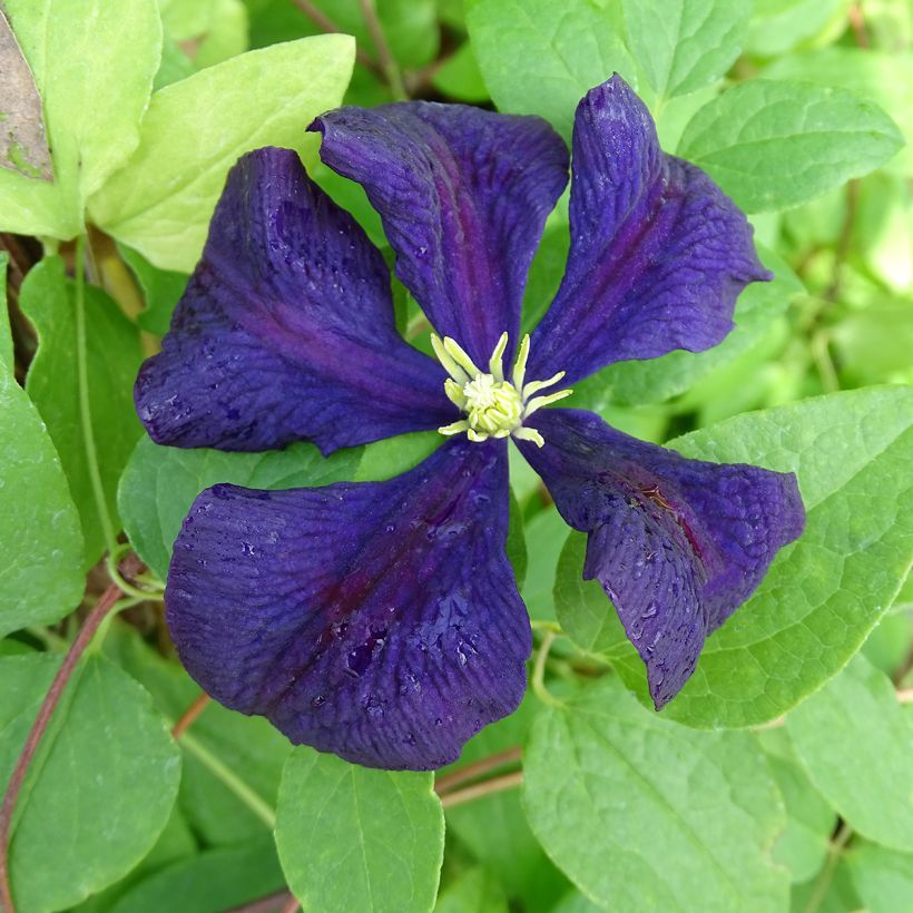 Clematis Etoile violette (Floración)