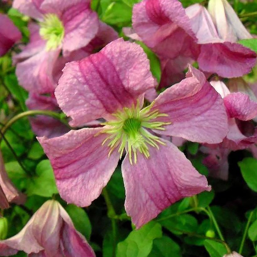 Clematis Krakowiak (Floración)