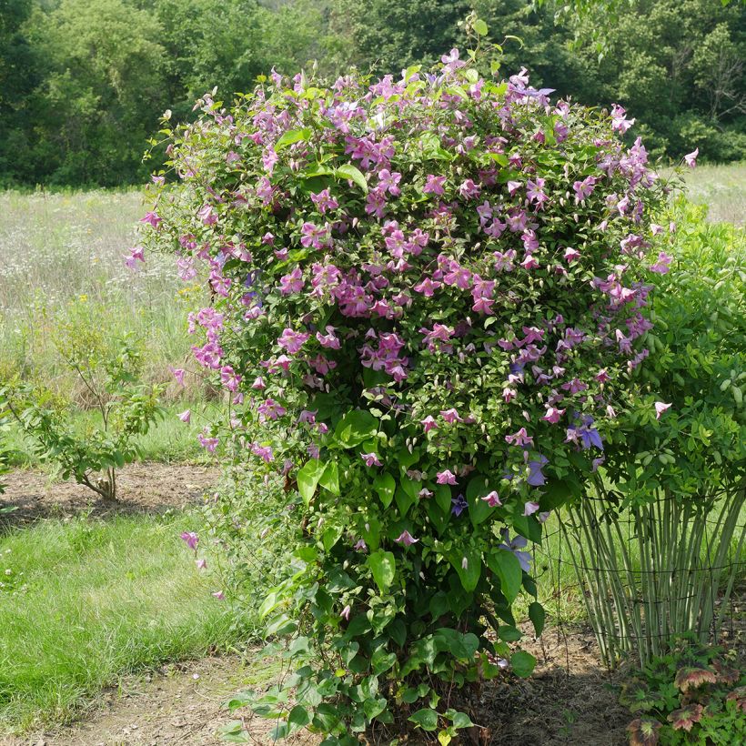 Clematis Krakowiak (Porte)