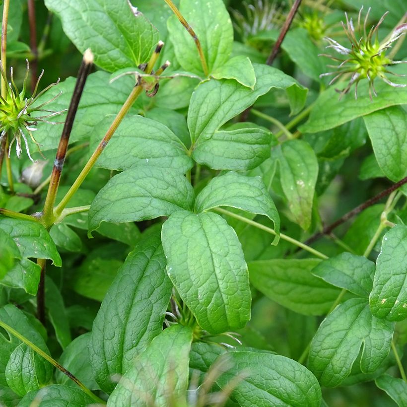 Clematis viticella Rosalyn (Follaje)