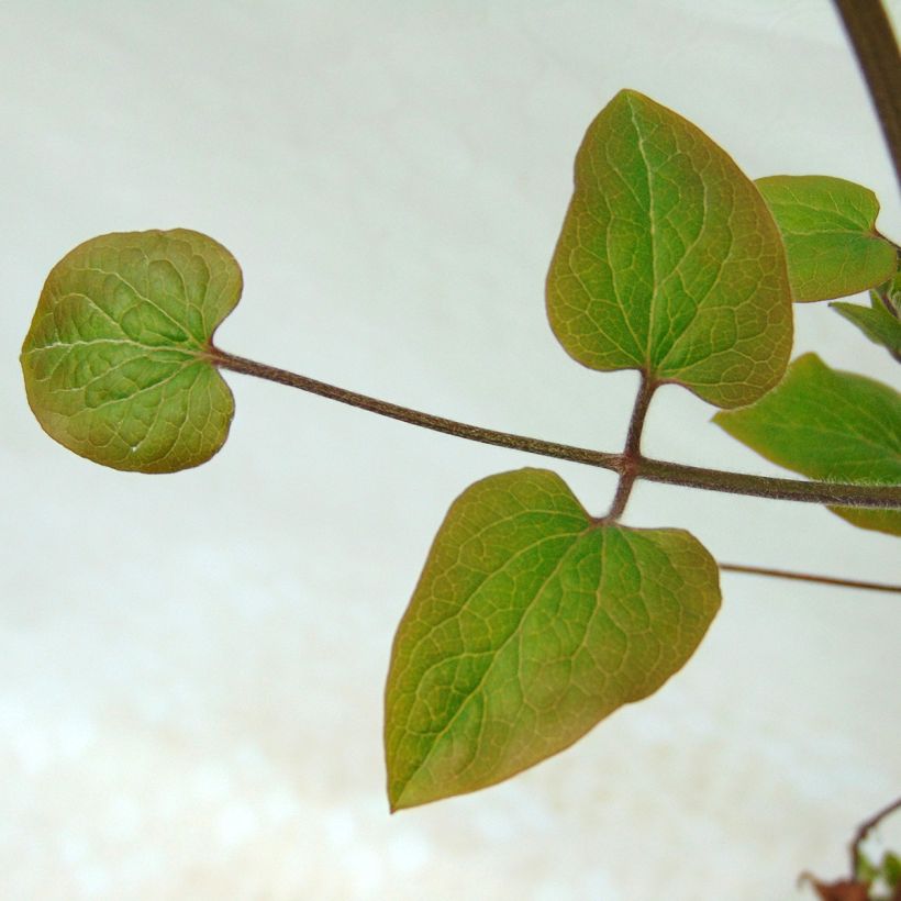 Clematis Sea Breeze (Follaje)