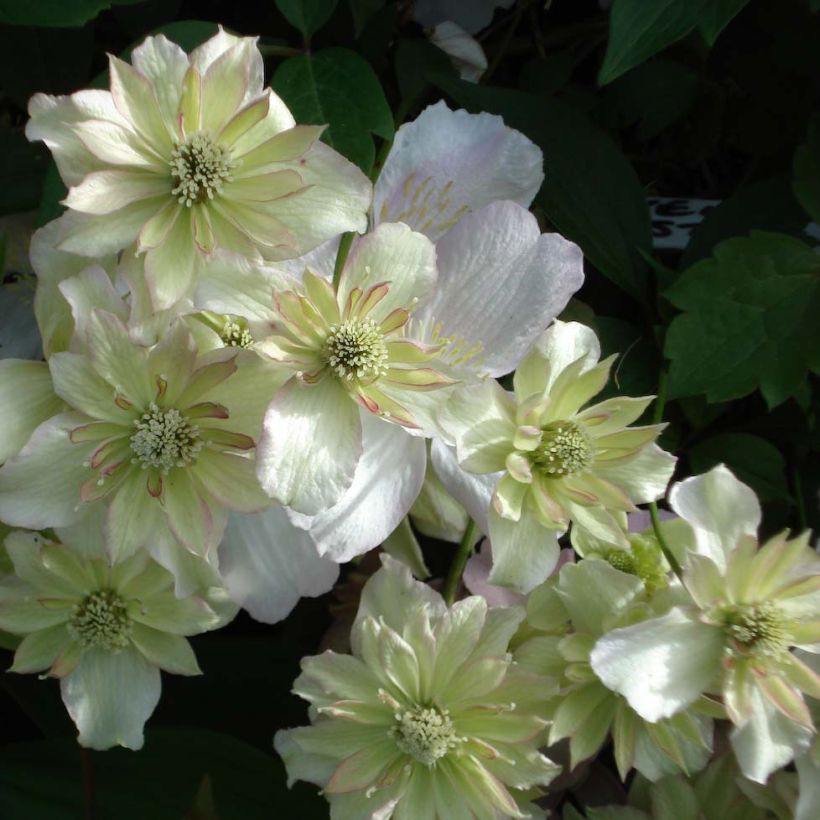 Clematis montana Double Delight (Floración)