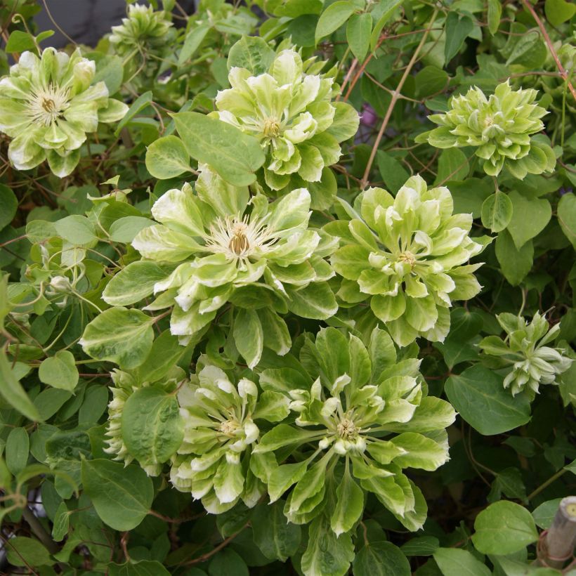 Clematis Green Passion (Floración)