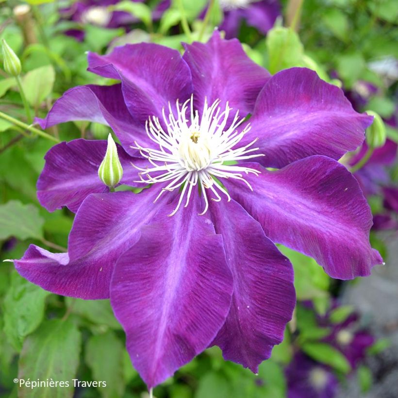 Clematis Hayate (Floración)