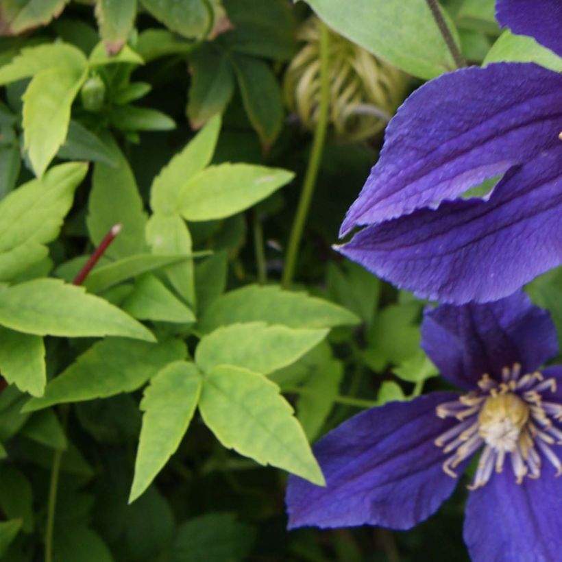 Clematis Hudson River (Follaje)