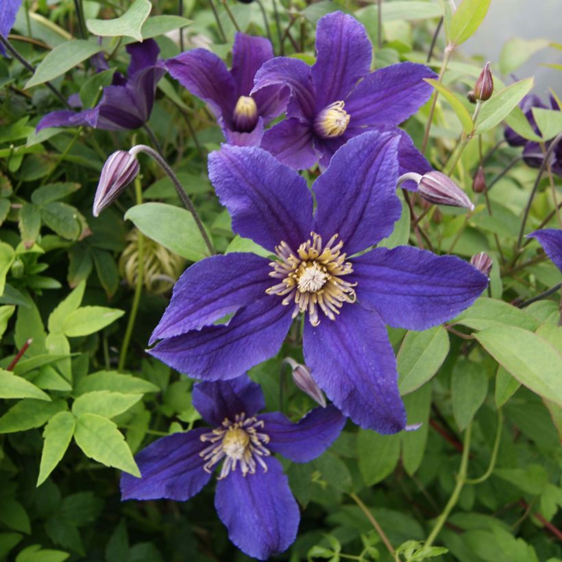 Clematis Hudson River (Floración)