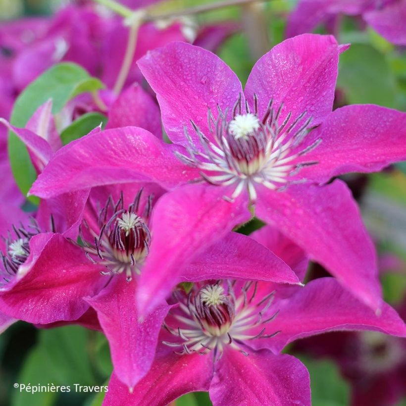 Clematis Huvi (Floración)