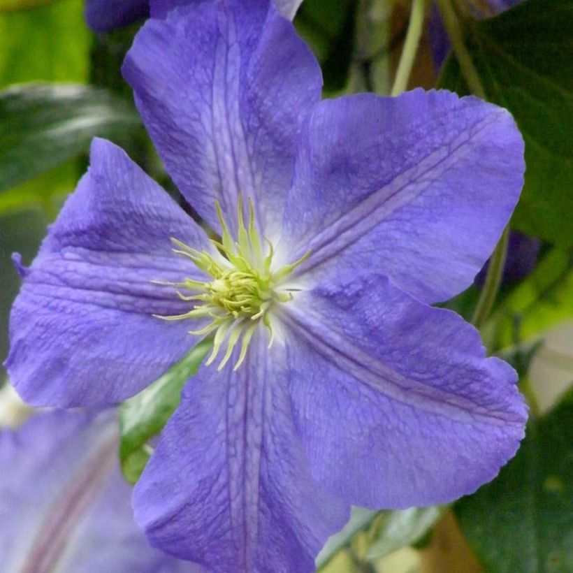 Clematis jackmanii Jenny (Floración)