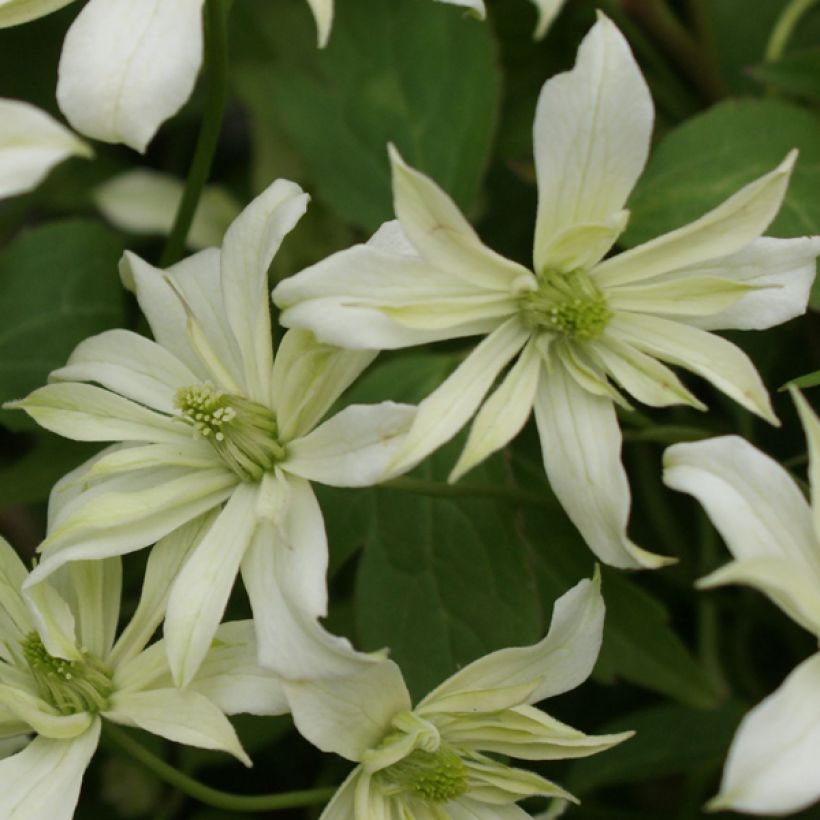 Clematis Jenny Keay (Floración)