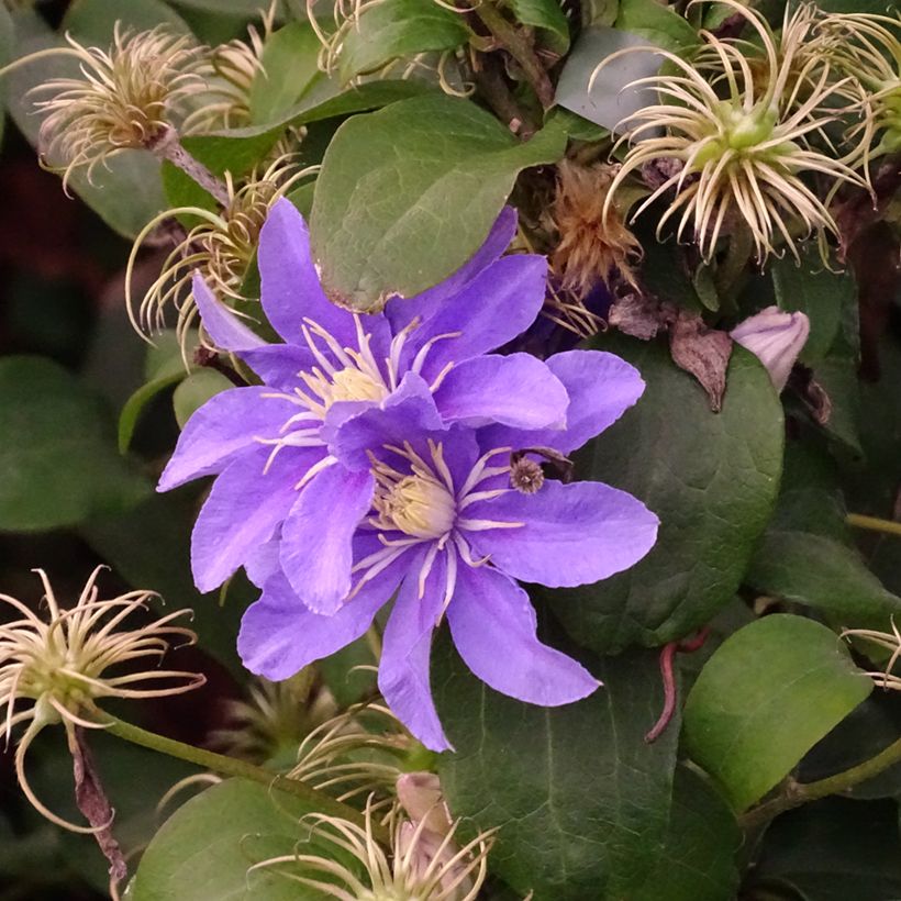 Clematis viticella Justa (Porte)