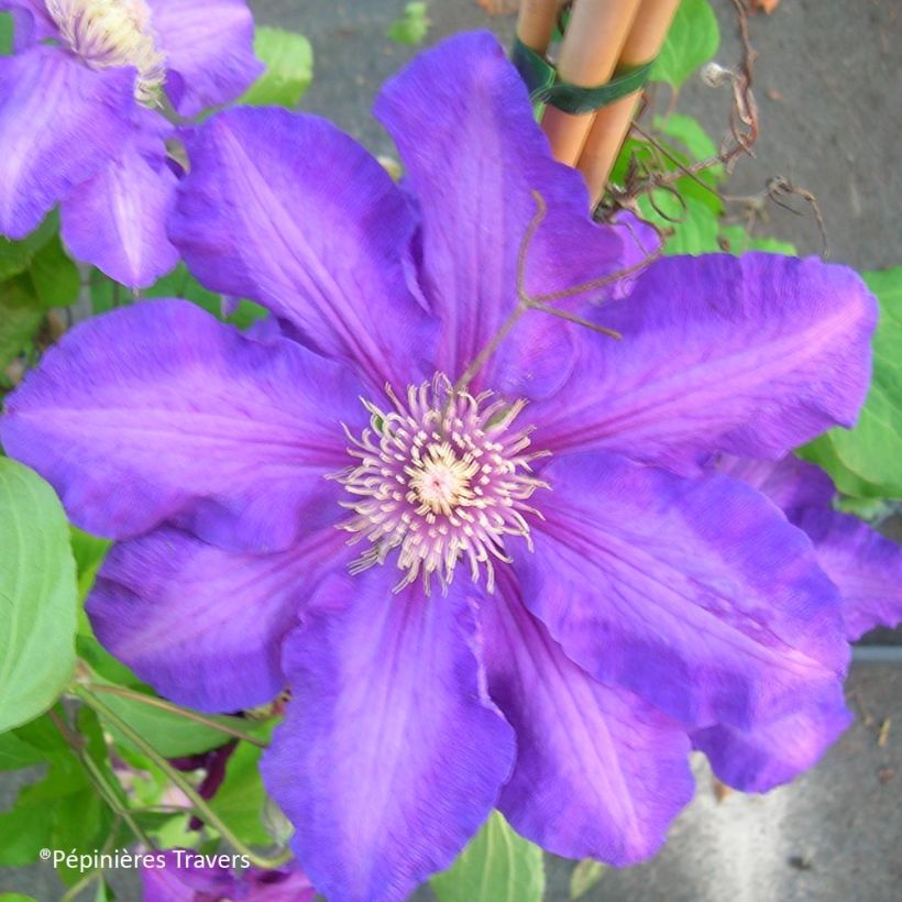 Clematis Kjell (Floración)